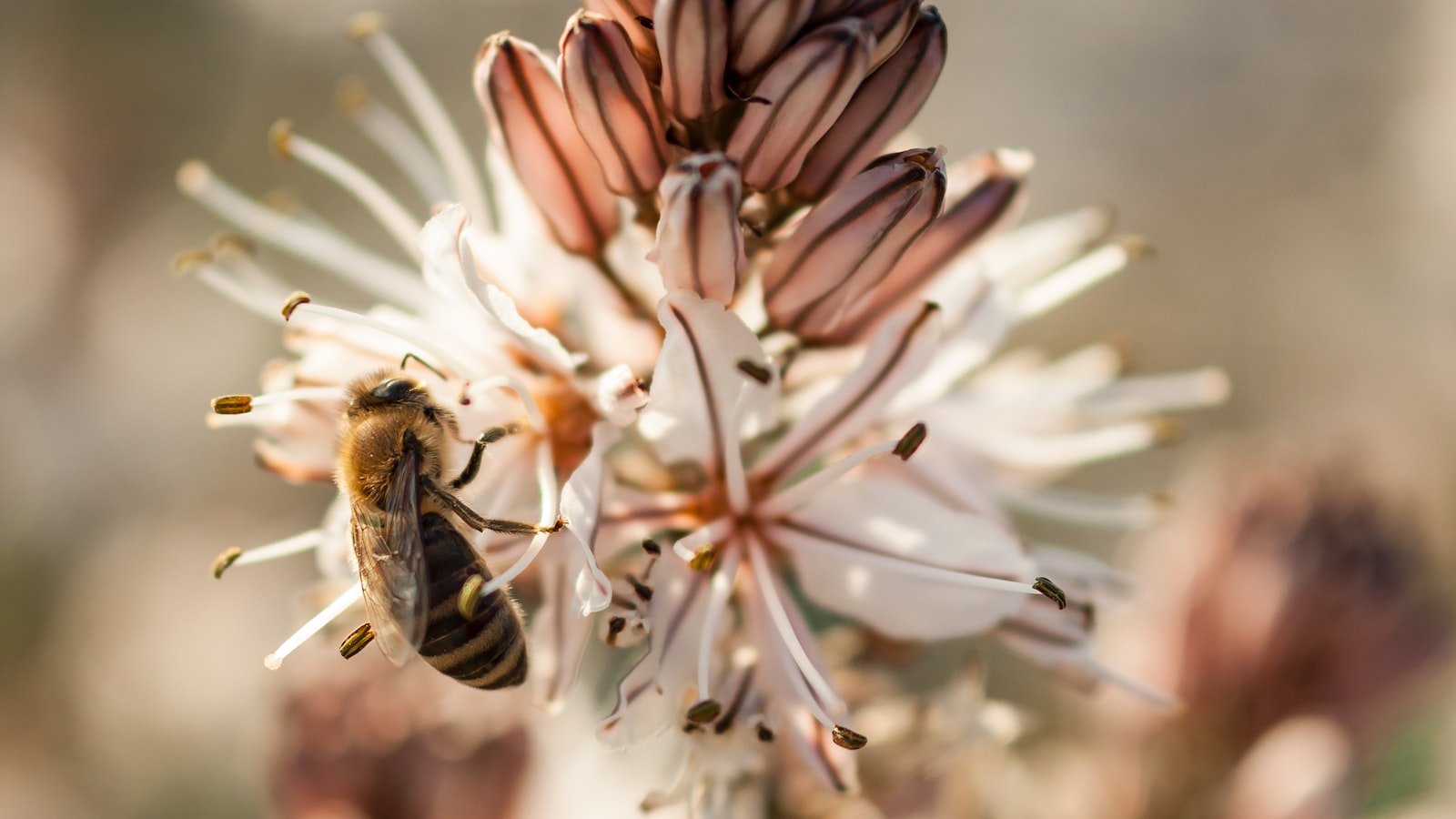 Boosting‍ Bee Immunity: How Probiotics Can Help