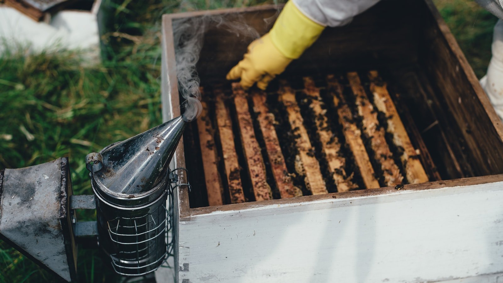 Monitoring Hive‌ Health with Beekeeping Apps