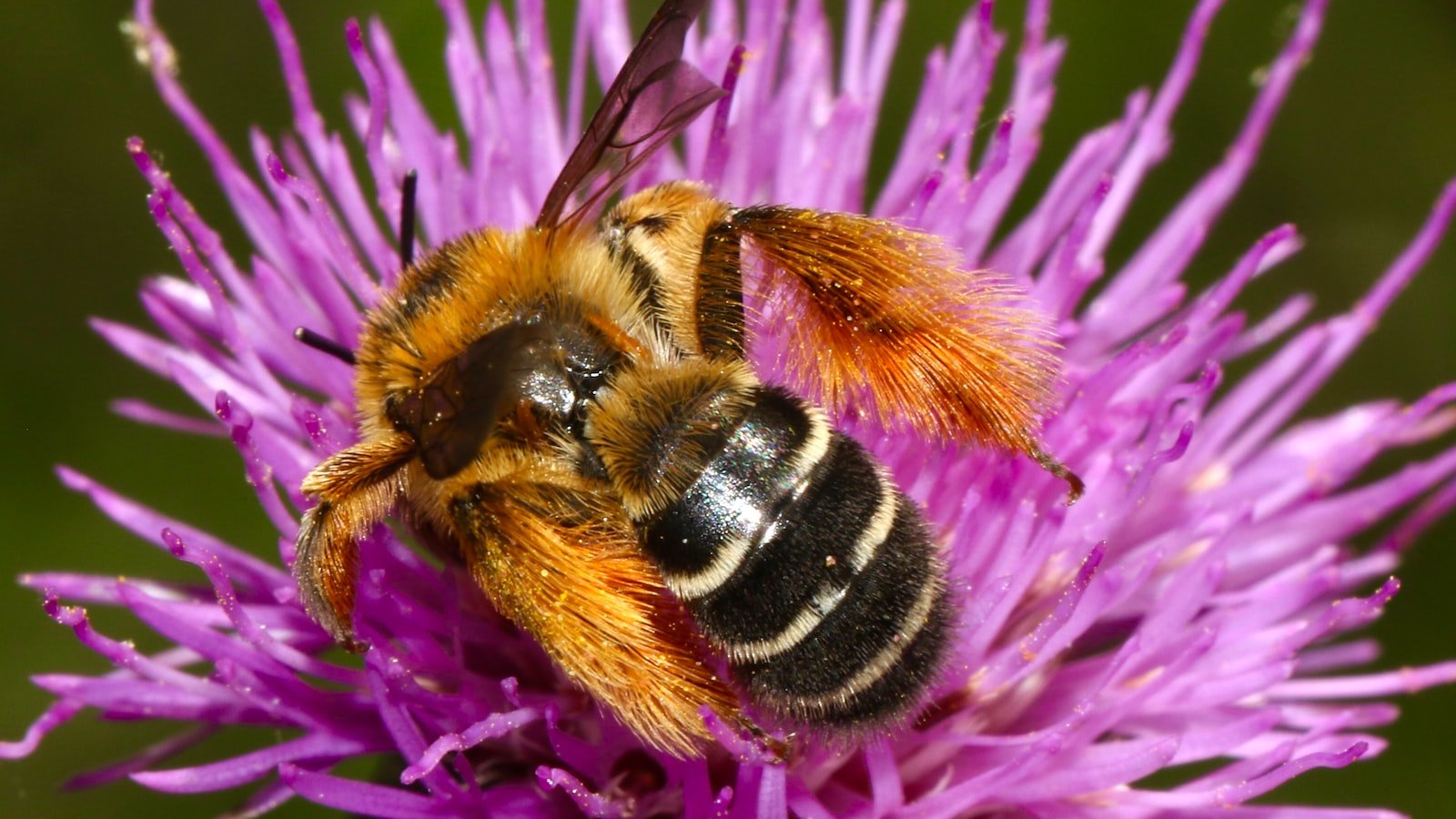 Promoting Bee Conservation: Actions You Can Take to Support Biodiversity