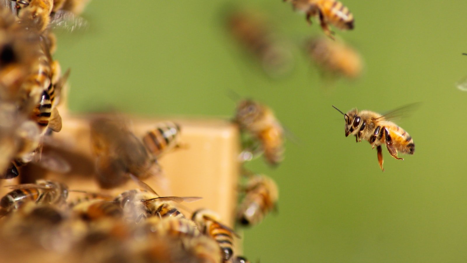 The Importance of ⁤Beekeeping in Enhancing Local Food Systems