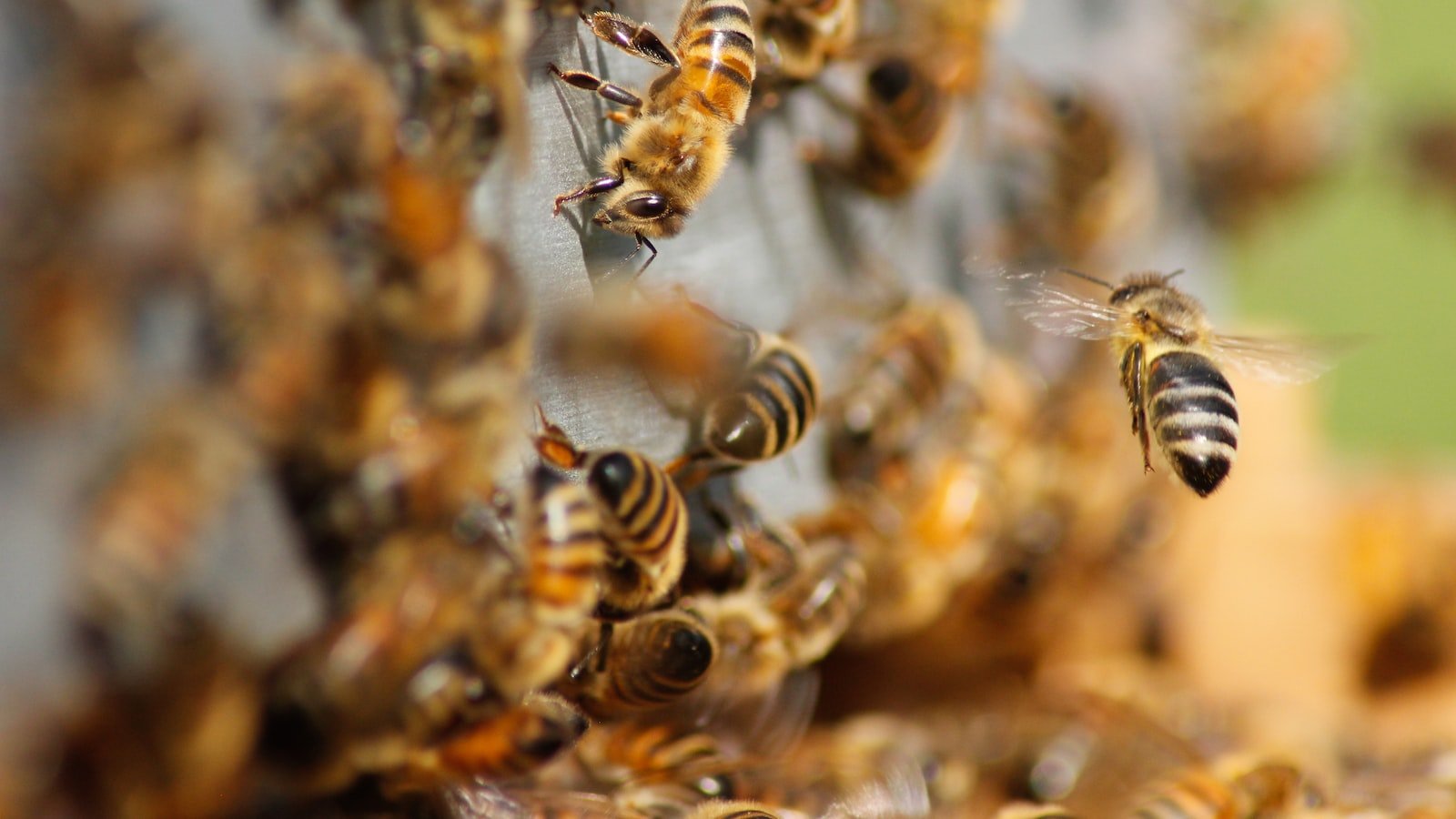 Exploring the Benefits of Beekeeping Certifications for Beginners ⁣and Experienced Beekeepers