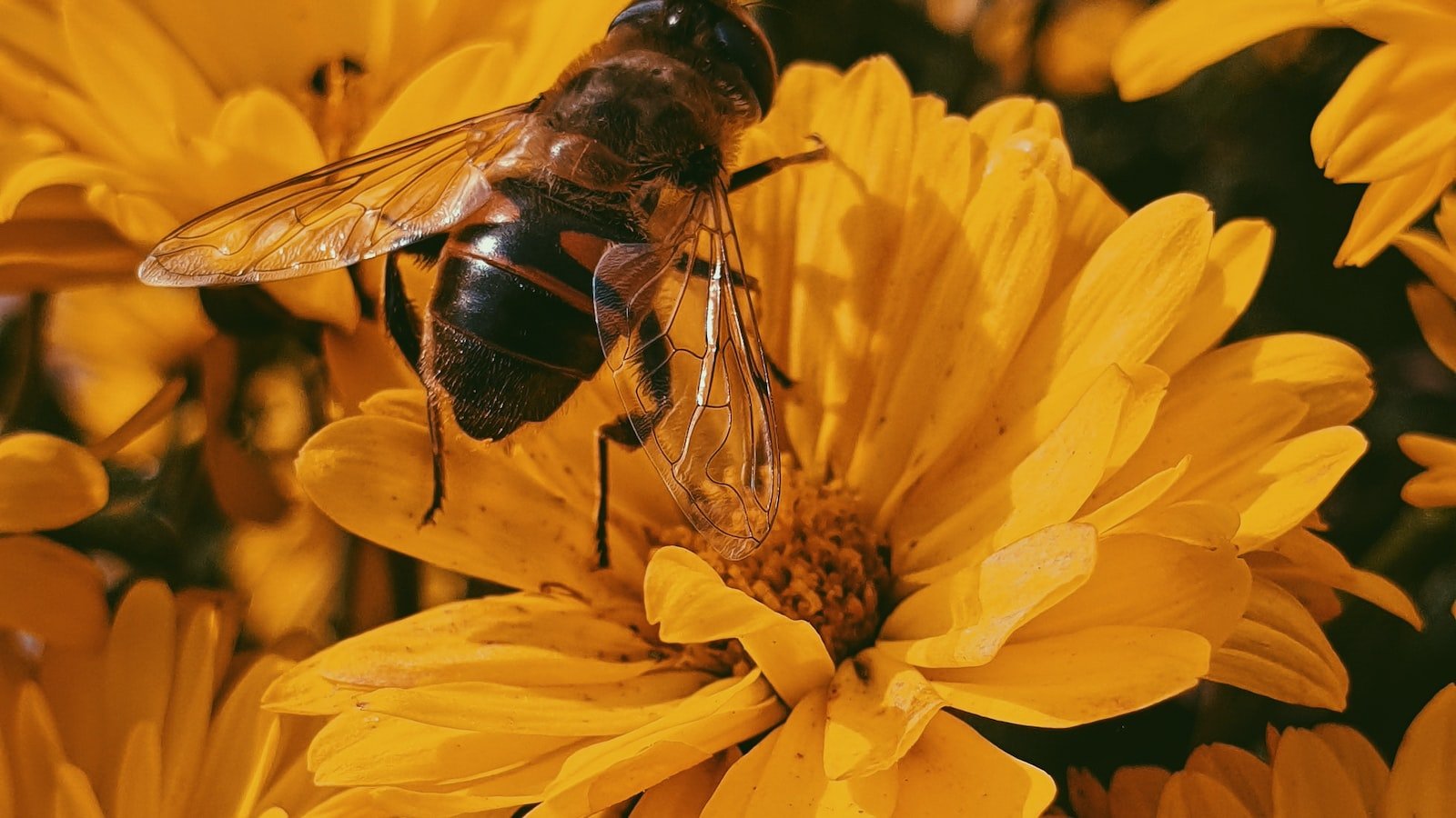 Creating a Calm and Stress-free Environment for ⁢Bees during‍ Harvesting
