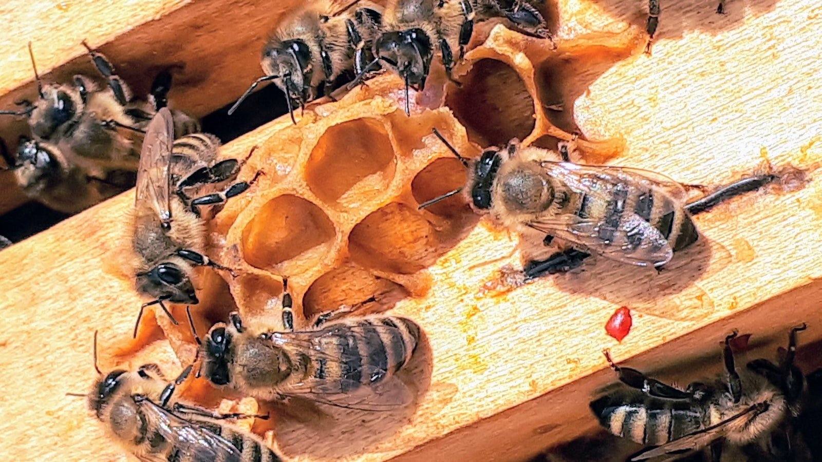 The Importance of Hive Monitoring for Beekeepers
