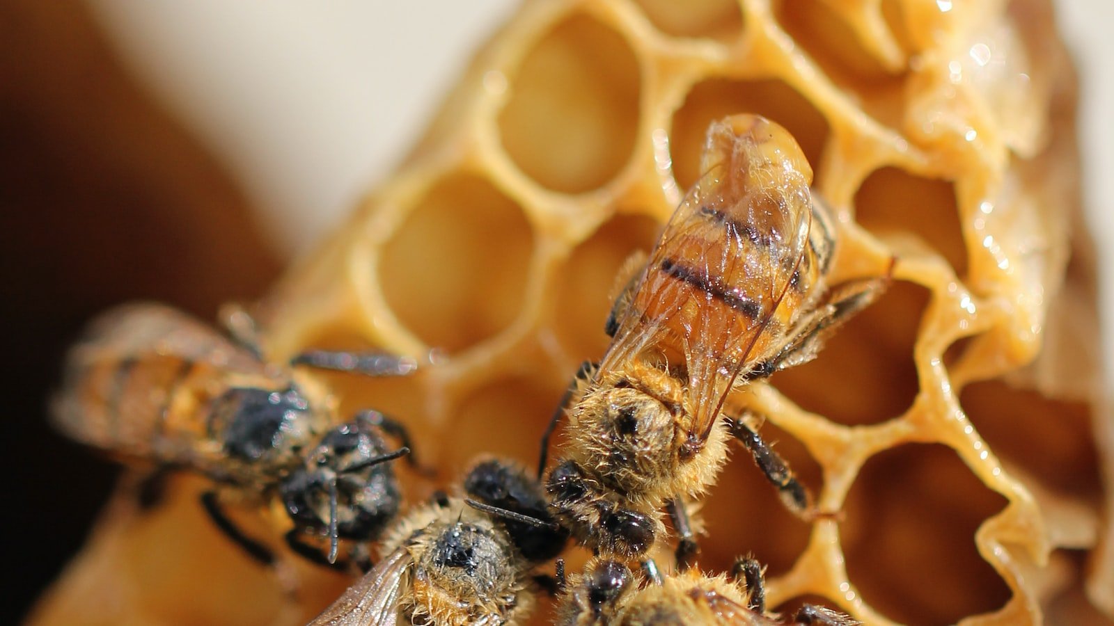 Unveiling the​ Intricacies of Bee Hives: Exploring the Role of Touch in Colony Organization