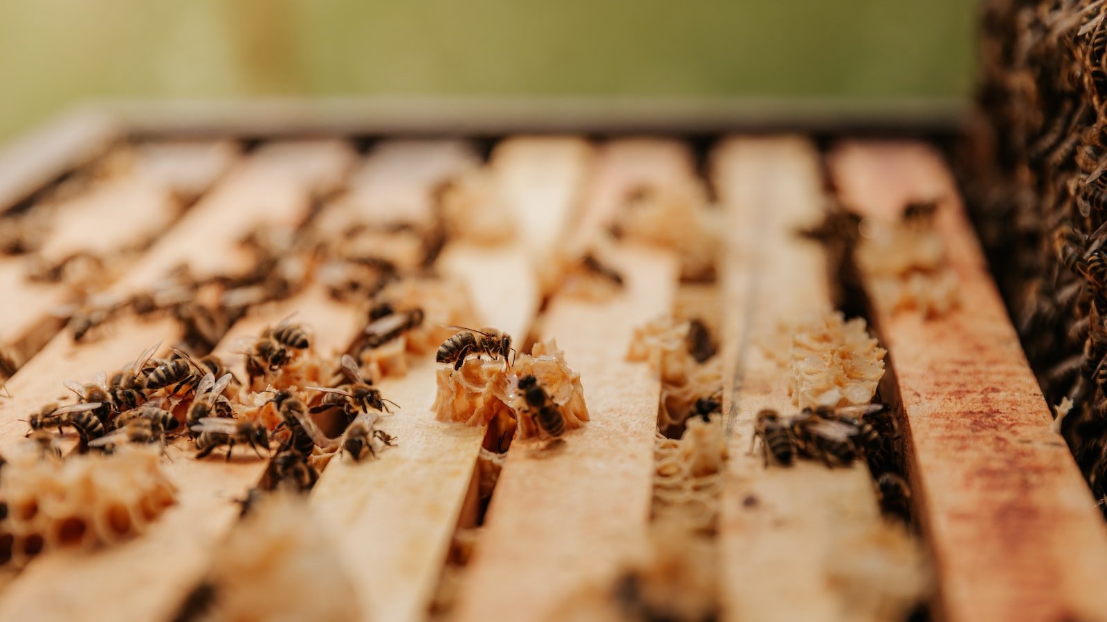 The Environmental Benefits of Beekeeping in Urban Areas