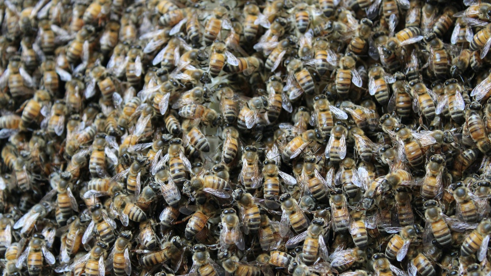 Key Factors to Consider for Effective Hive Ventilation
