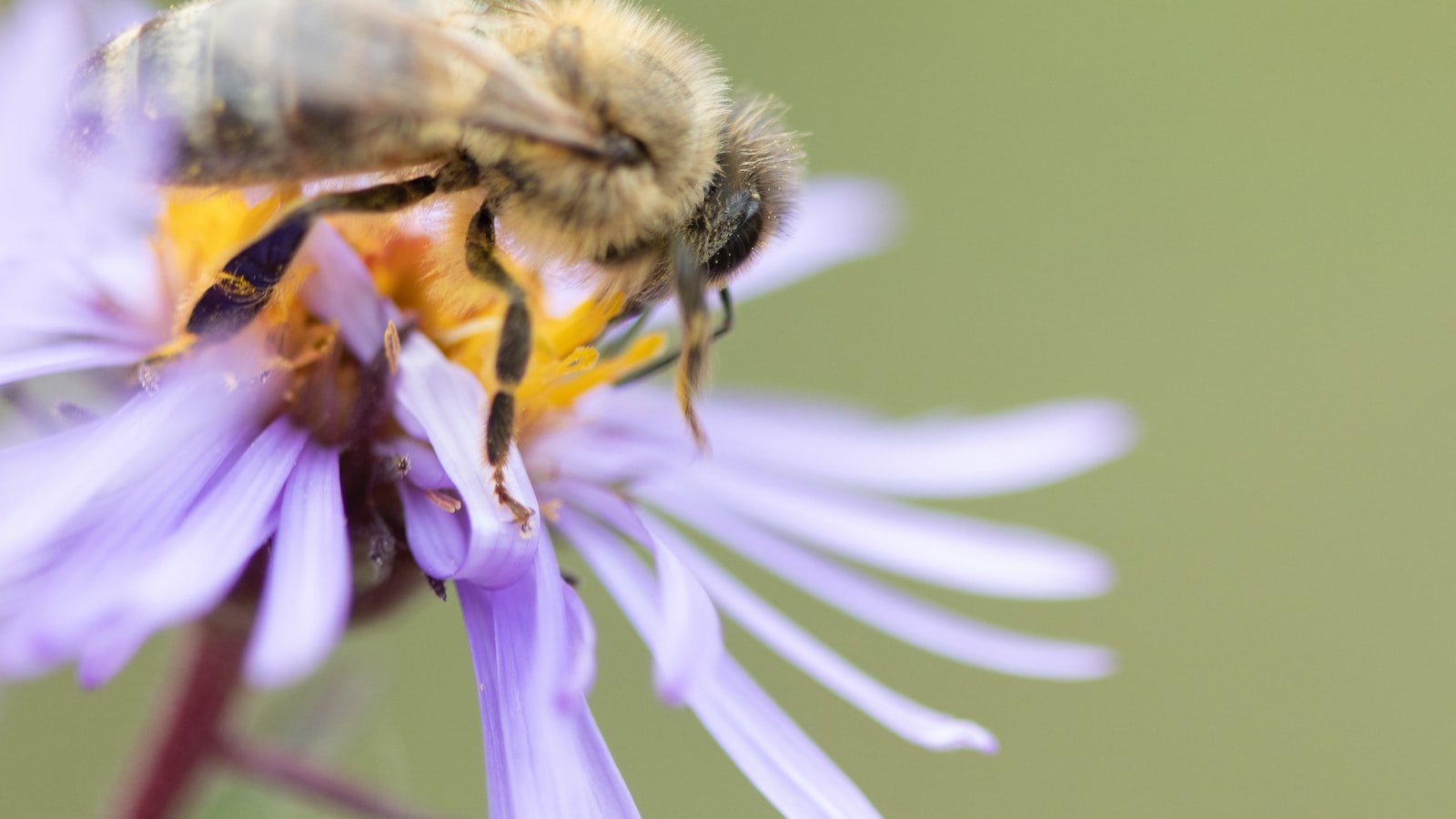 Designing a Bee-Friendly Haven