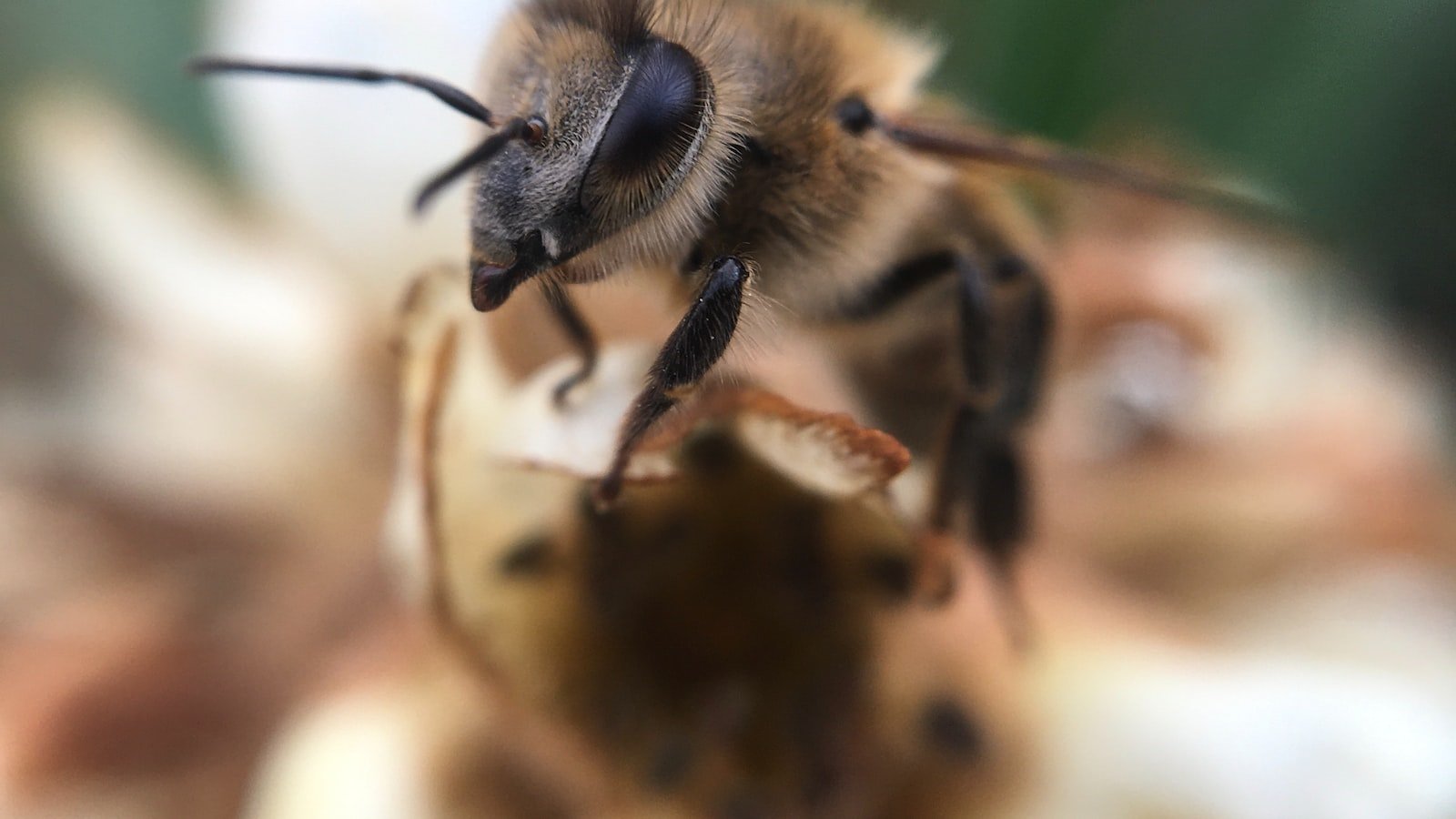 Exploring⁣ the Intricate Dance ⁢Language​ of Bees: How They Coordinate and Convey ‌Information