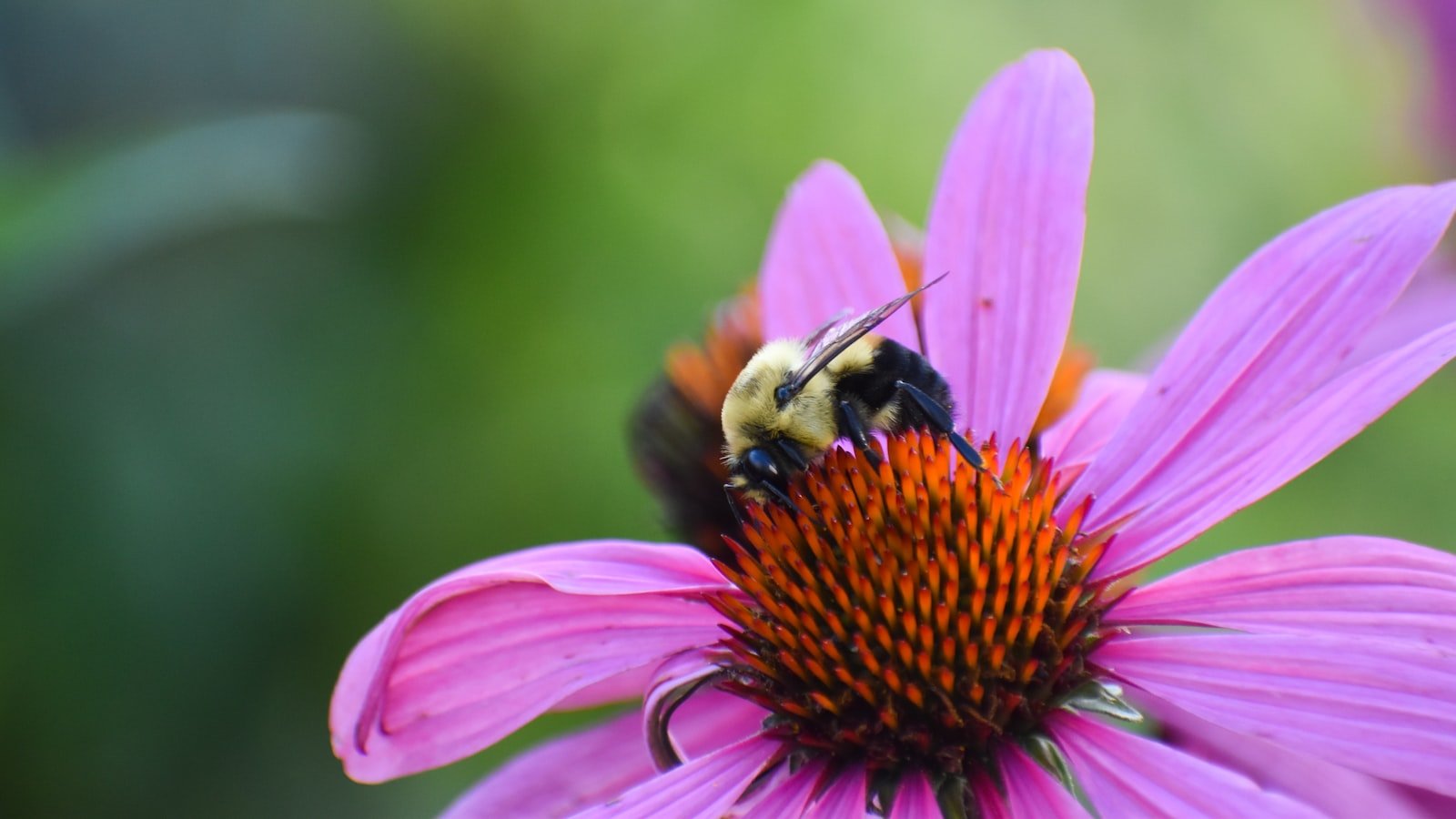 The Role of Bees in Urban Waste Management