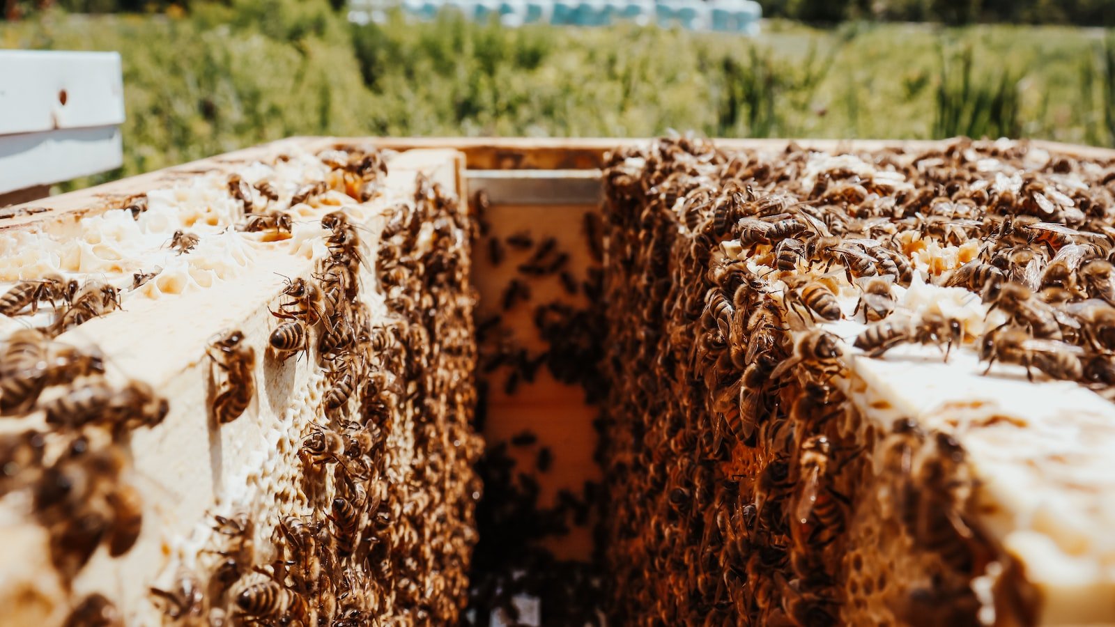 Preparing Your Hive for Transportation