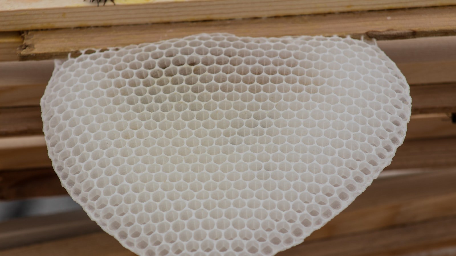 Unleashing the Power of Beeswax: A Step towards Sustainable Living