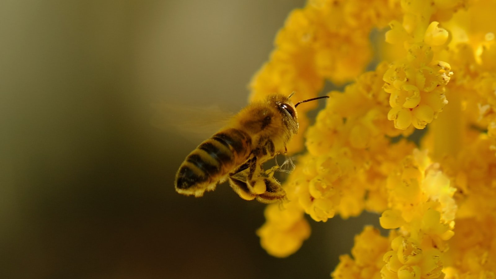Understanding the Honeybee's Vibrational Signals: Insights into Thermoregulation