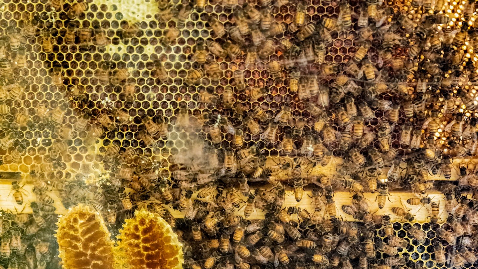 Nourishing​ Bees: Ensuring Healthy Pollinators ⁣and Thriving Hives