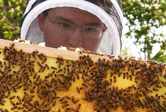 Understanding Local Beekeeping Laws: A Prerequisite for Successful Apiaries